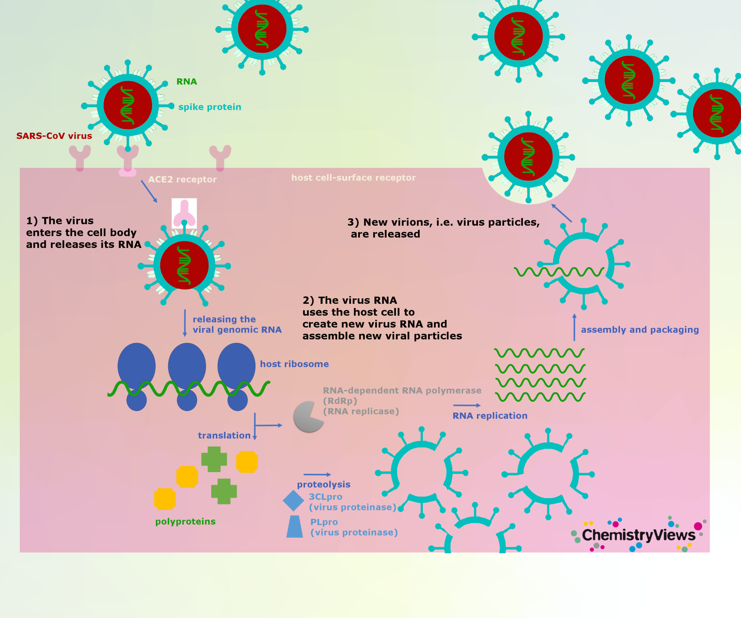 Вирус SARS-cov-2. Патогенез коронавирусной инфекции схема. Патогенез SARS-cov-2. Коронавирус патогенез. Коронавирус обычный