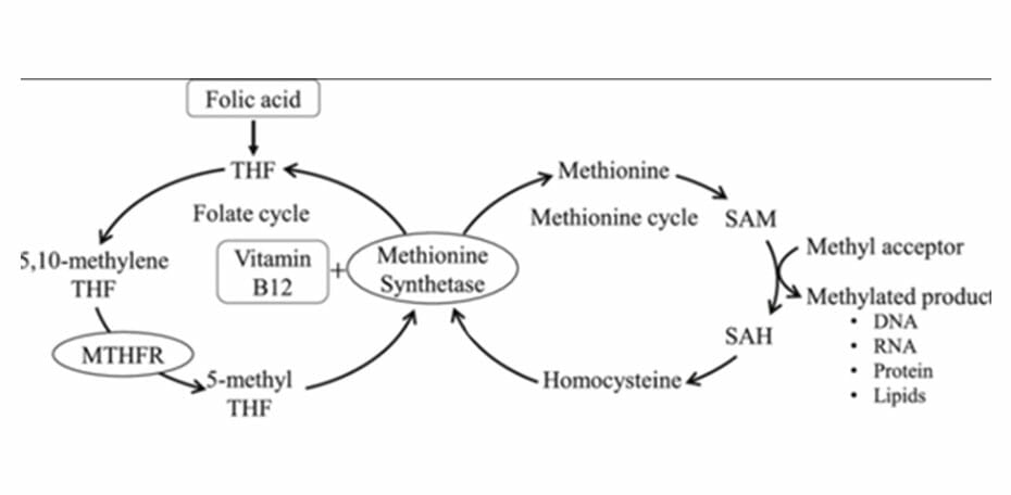 MTHFR Mutation and Eczema